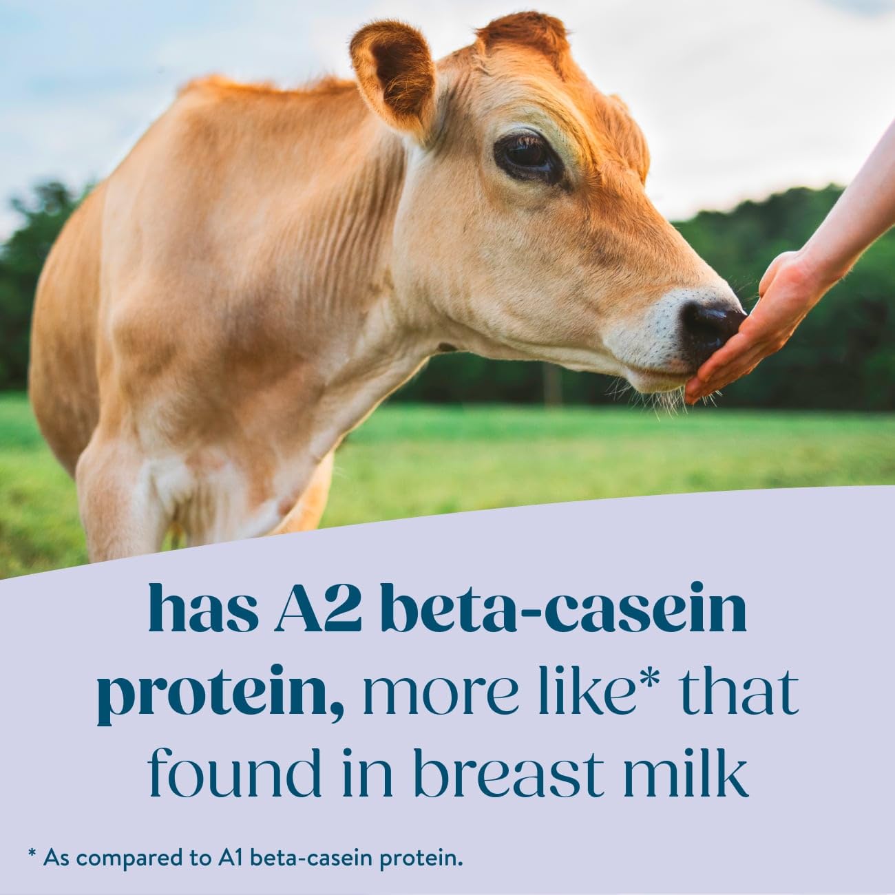 Pure Bliss by Similac Organic with A2 Milk Infant Formula, Easy to Digest, USDA-Certified Organic, Powder, 20.6-oz Tub