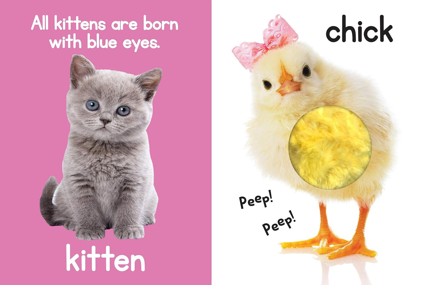 Adorable Animals - Touch and Feel Board Book - Sensory Board Book