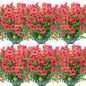 12 Bundles Artificial Flowers Outdoor UV Resistant Fake Plastic Plants Indoor Outside Hanging Plants Garden Porch Window Box Home Wedding Farmhouse Festive Shrub Decor (Pink)
